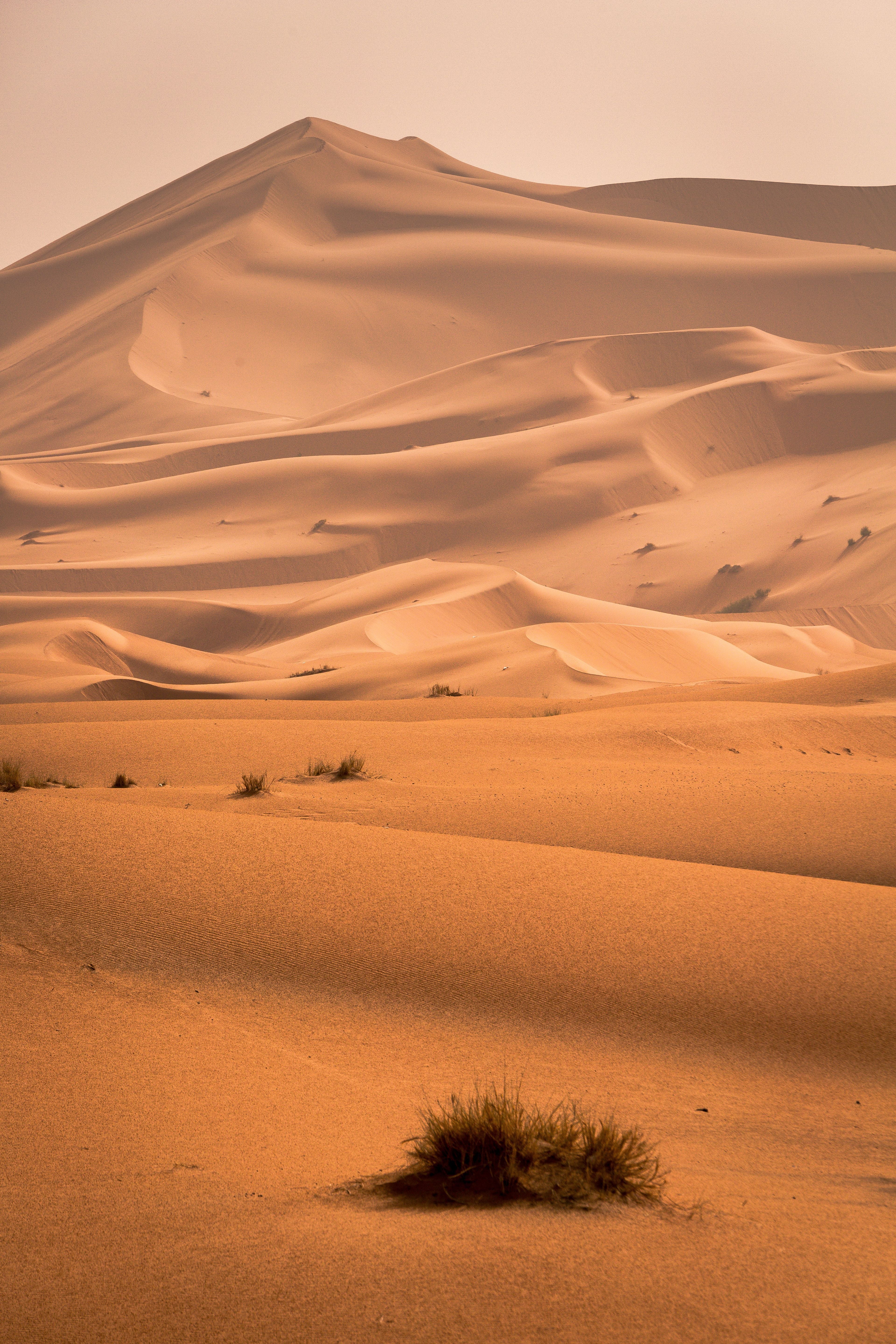 desert spirit 𓃠