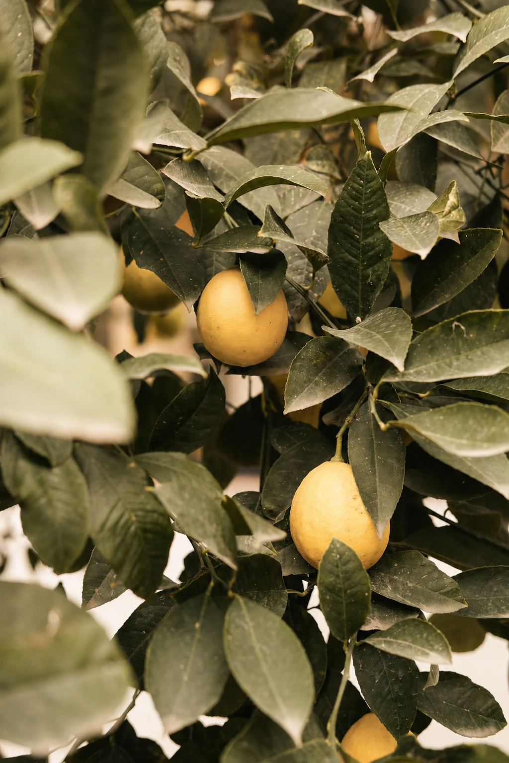 Almara Soap Ručně vyrobené mýdlo Lemon Tea Tree