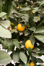 Almara Soap Ručně vyrobené mýdlo Lemon Tea Tree